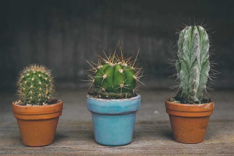 How Long Can a Cactus Go Without Water? The Homestead Hangout