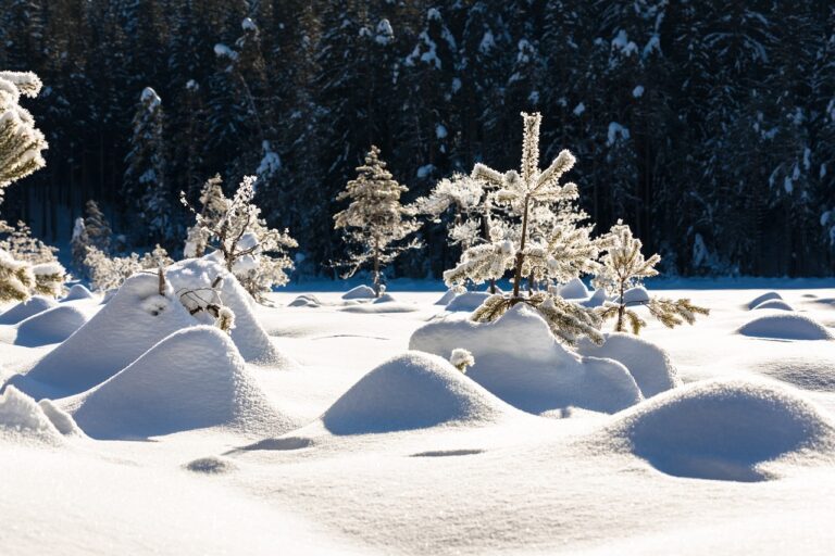 How to Start a Christmas Tree Farm The Homestead Hangout