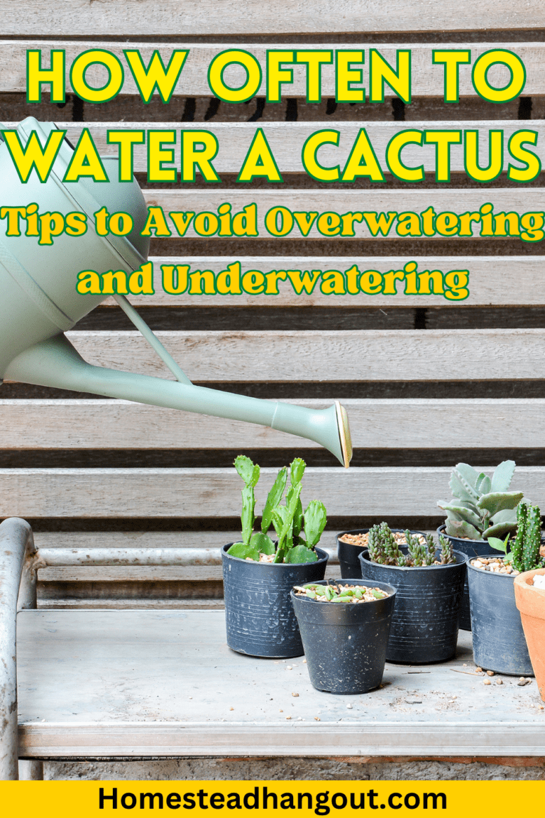 How Long Can a Cactus Go Without Water? The Homestead Hangout