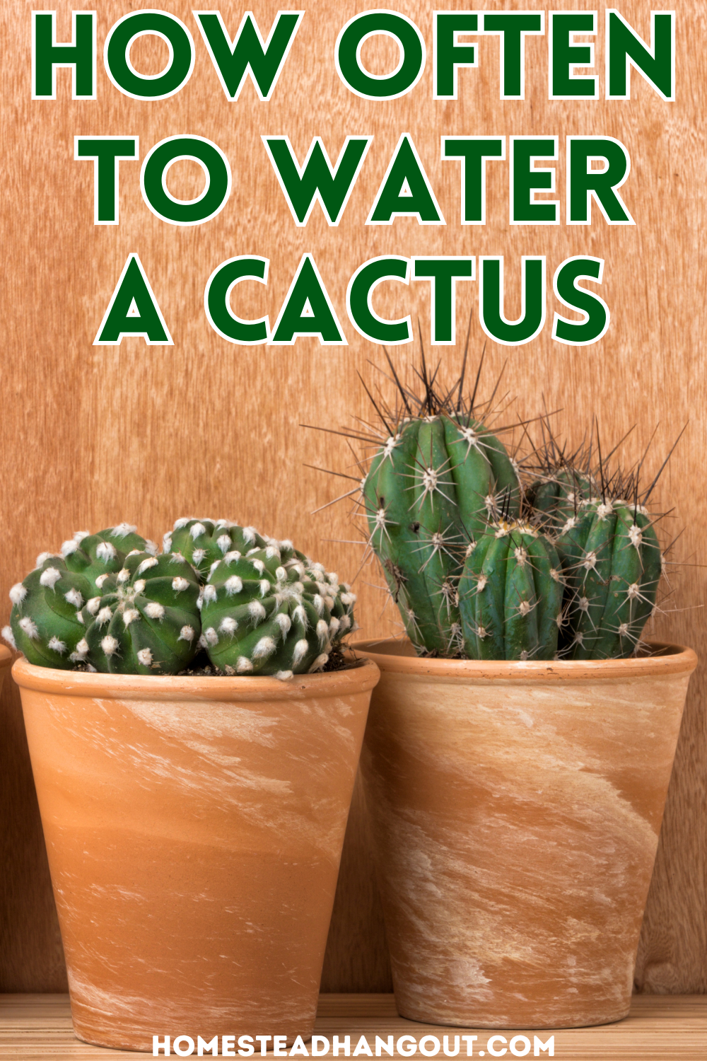 How Long Can a Cactus Go Without Water? - The Homestead Hangout