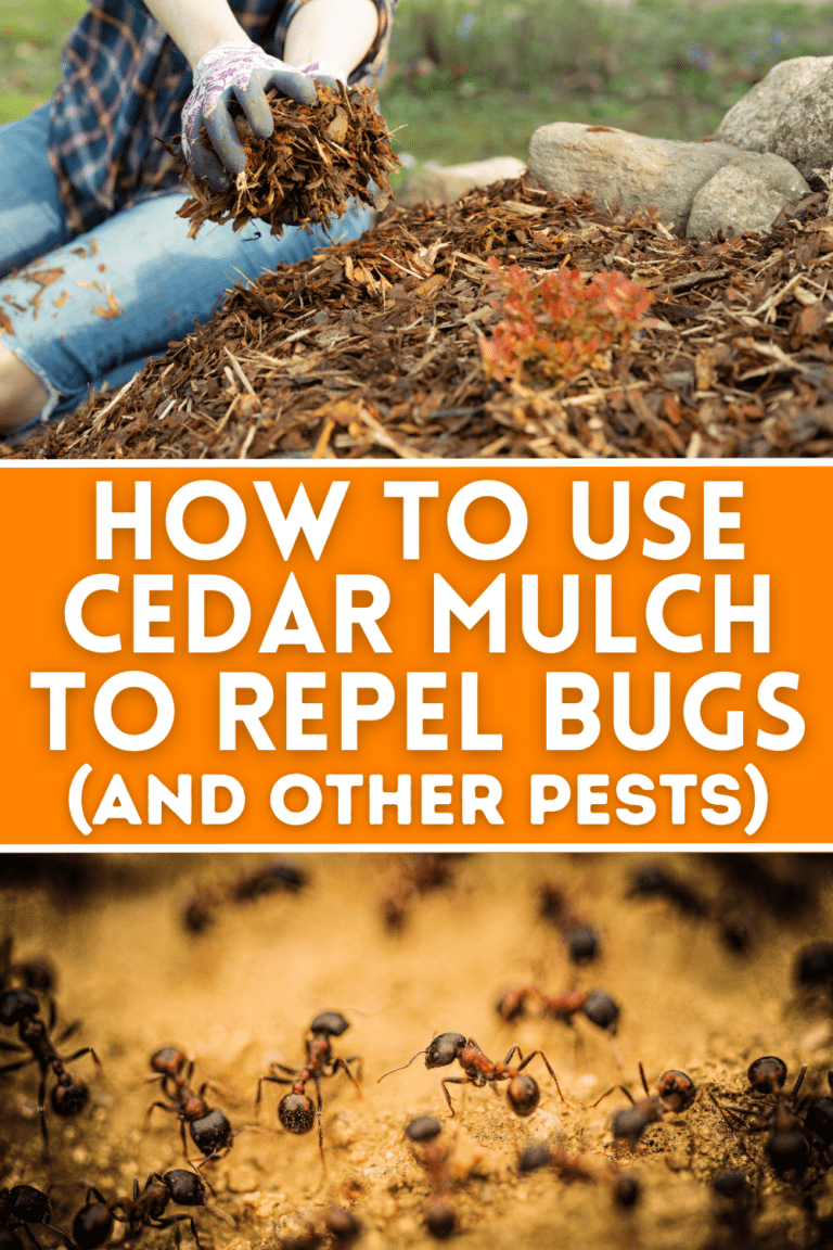 How to Use Cedar Mulch to Repel Bugs and Other Pests? The Homestead