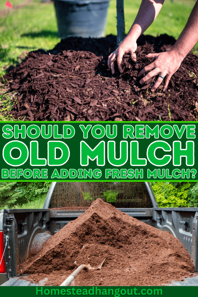Should I Remove Old Mulch Before Adding New Mulch? The Homestead Hangout