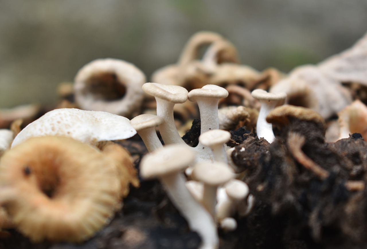 How Do You Get Rid Of Mushrooms Growing In Your Mulch at Curtis Fisher blog