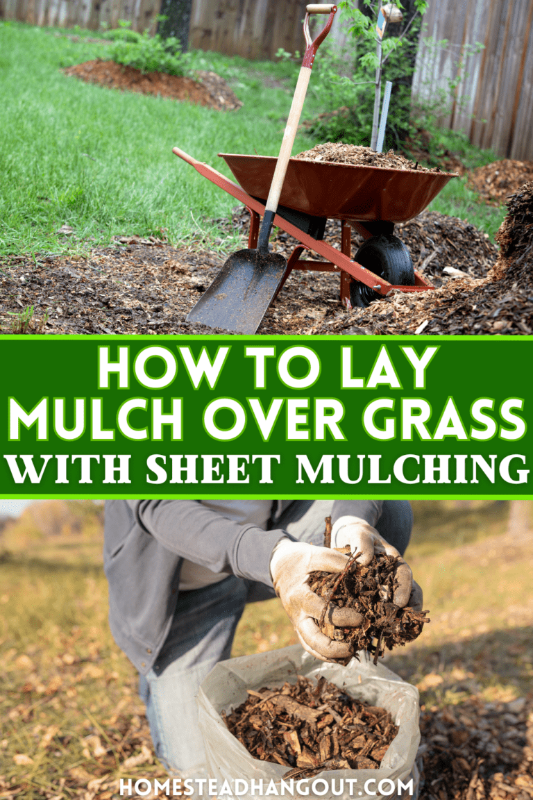 How to Lay Mulch Over Grass with Sheet Mulching The Homestead Hangout
