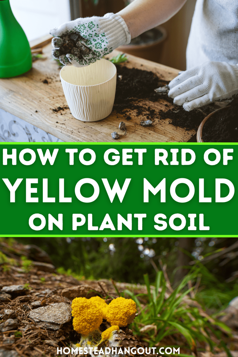 How to Get Rid of Yellow Mold or Fungus on Soil - The Homestead Hangout