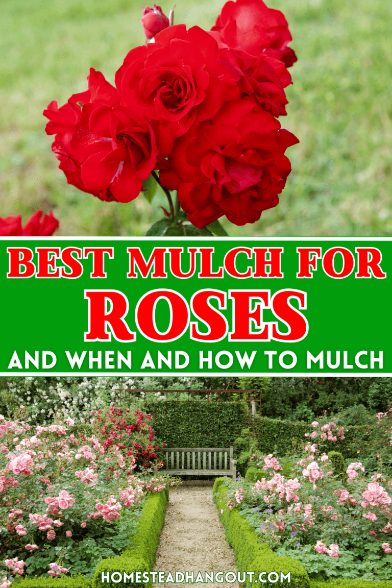 The Best Mulch for Roses + How and When to Mulch The Homestead Hangout