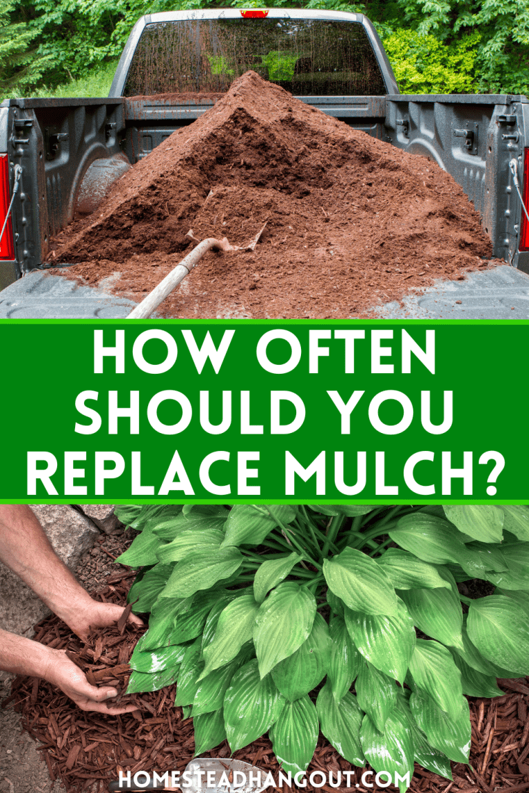 How Often Should You Replace Mulch and When to Replace Mulch The