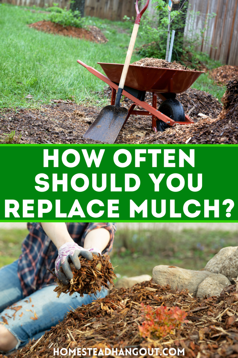 How Often Should You Replace Mulch and When to Replace Mulch The